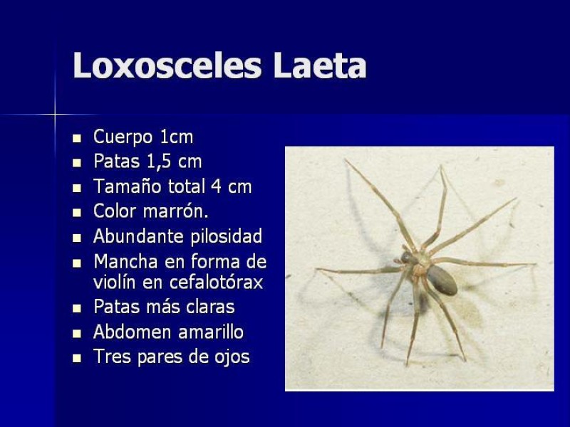 Diapositiva 14 de Celulitis, Erisipela y Loxoscelismo