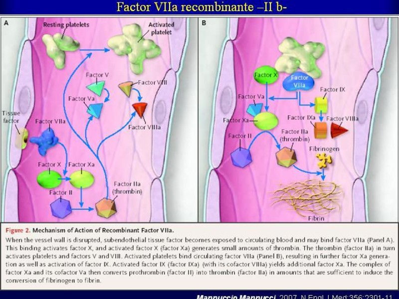 Diapositiva 54 de Efectos deletéreos de la transfusión masiva en cardiocirugía