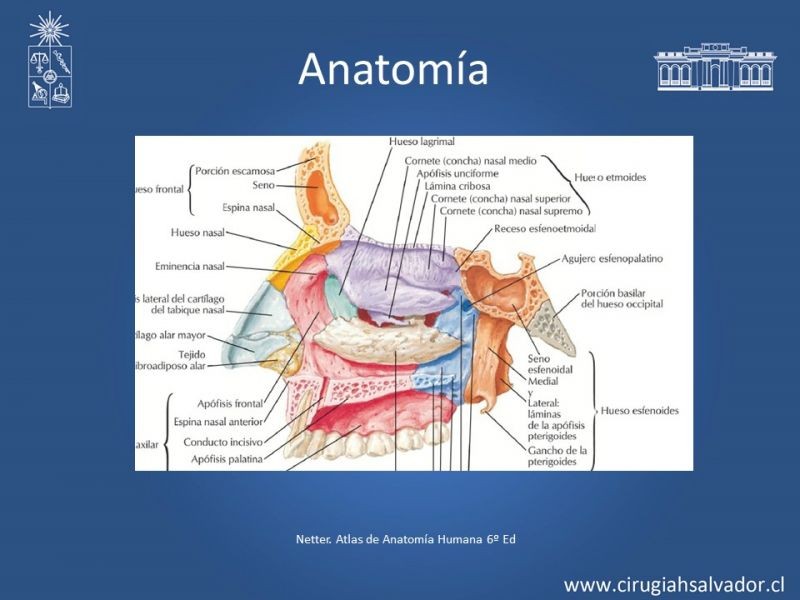 Diapositiva 2 de Tumores de Rinofaringe