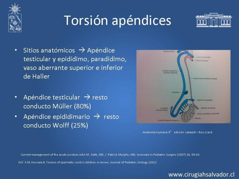 Diapositiva 14 de Escroto Agudo