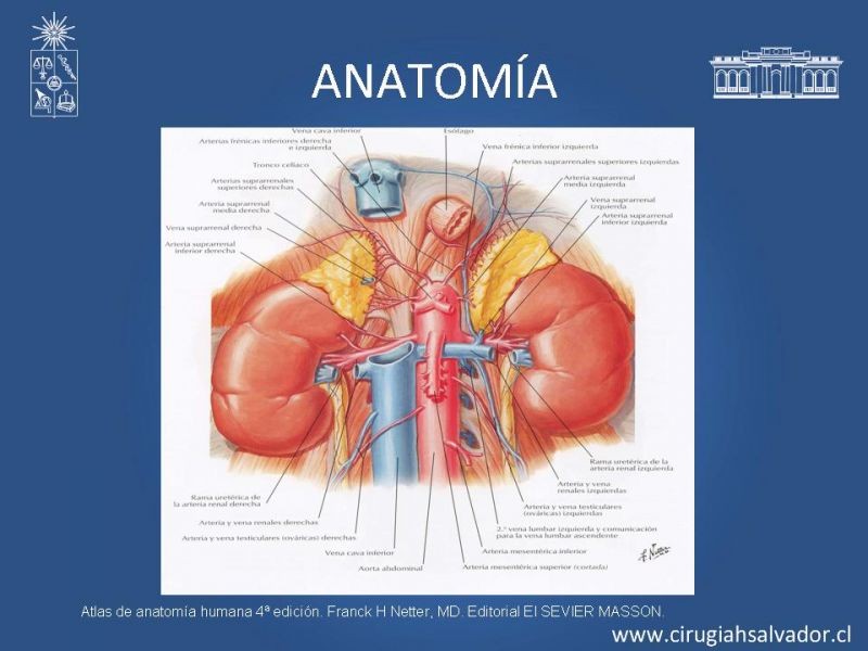 Diapositiva 5 de Nefrectomía técnica quirúrgica