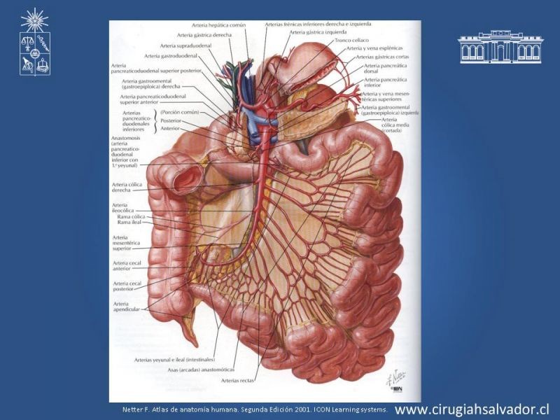 Diapositiva 7 de Lesiones Vasculares Abdominales