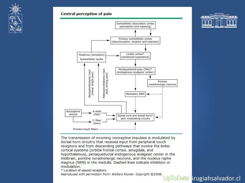 Diapositiva 6 de Manejo del dolor agudo postoperatorio
