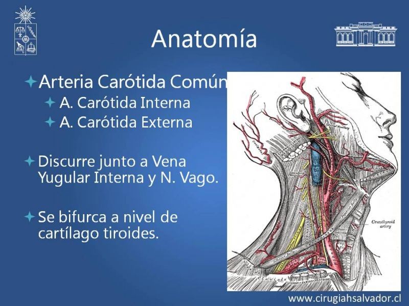Diapositiva 4 de Anatomía Quirúrgica y Accesos de Carótida, vertebrales y subclavia