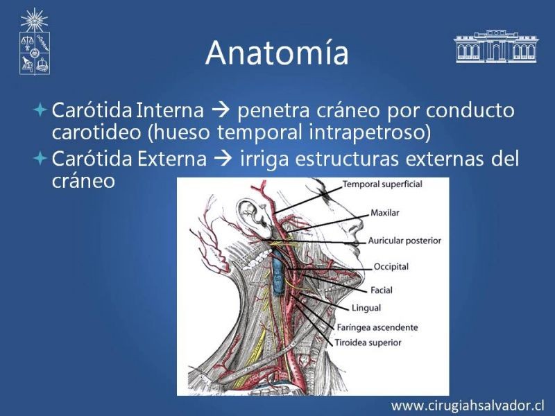 Diapositiva 6 de Anatomía Quirúrgica y Accesos de Carótida, vertebrales y subclavia
