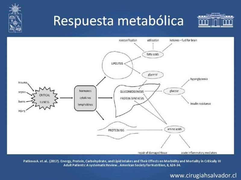 Diapositiva 5 de Nutrición en paciente crítico