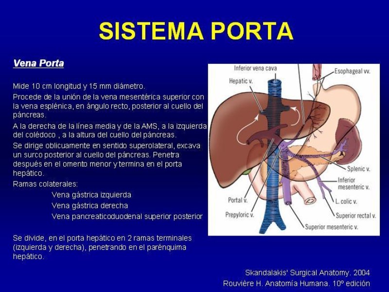 Diapositiva 22 de Anatomía grandes vasos abdominales 2