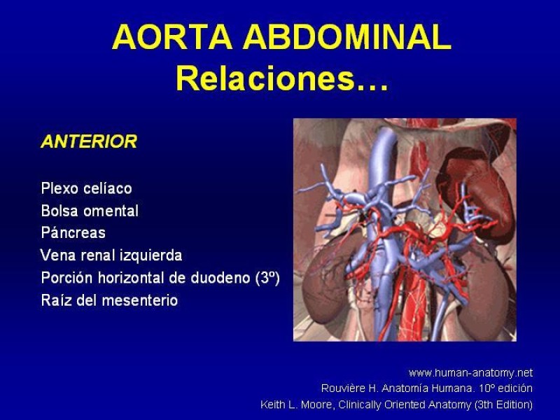 Diapositiva 9 de Anatomía grandes vasos abdominales