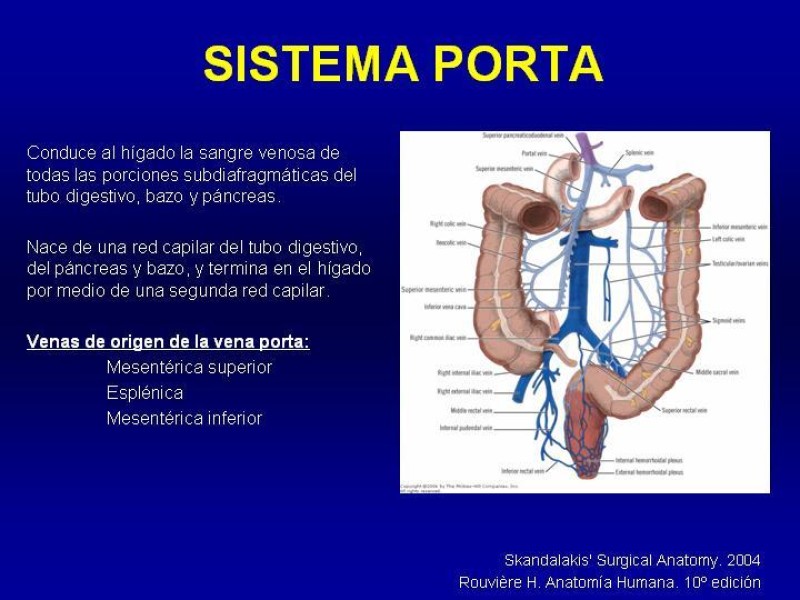 Diapositiva 18 de Anatomía grandes vasos abdominales 2