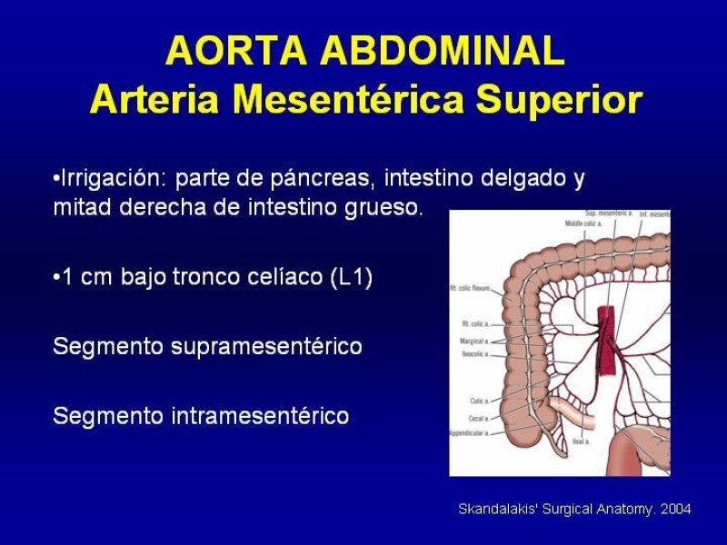 Diapositiva 18 de Anatomía grandes vasos abdominales