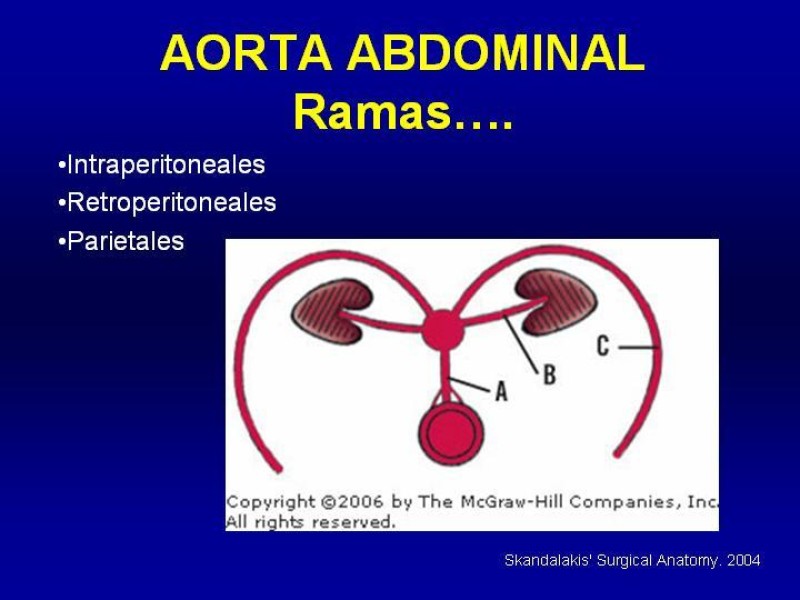 Diapositiva 12 de Anatomía grandes vasos abdominales