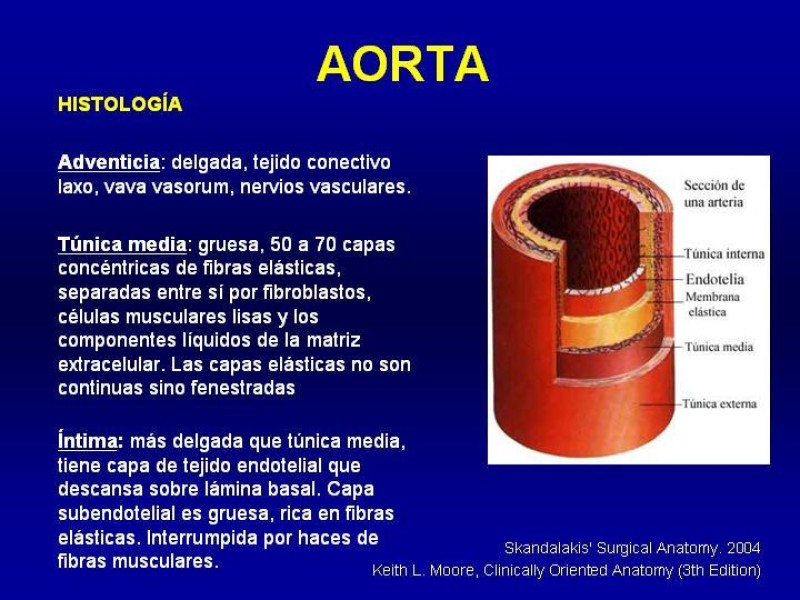 Diapositiva 2 de Anatomía grandes vasos abdominales