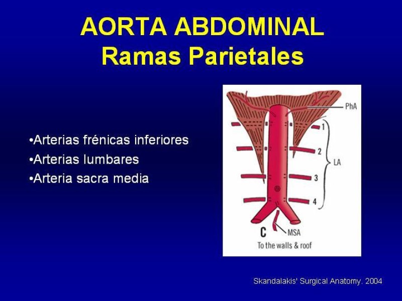 Diapositiva 15 de Anatomía grandes vasos abdominales