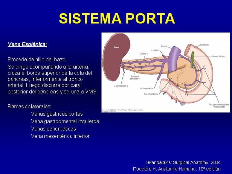 Diapositiva 20 de Anatomía grandes vasos abdominales 2