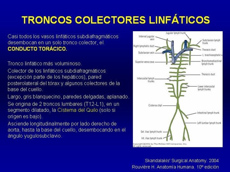 Diapositiva 24 de Anatomía grandes vasos abdominales 2