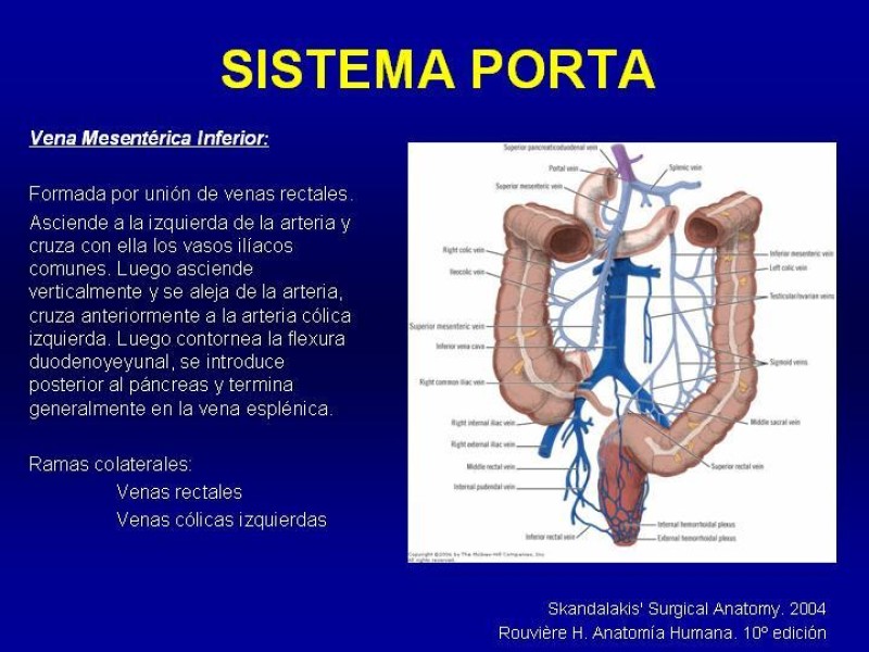 Diapositiva 21 de Anatomía grandes vasos abdominales 2