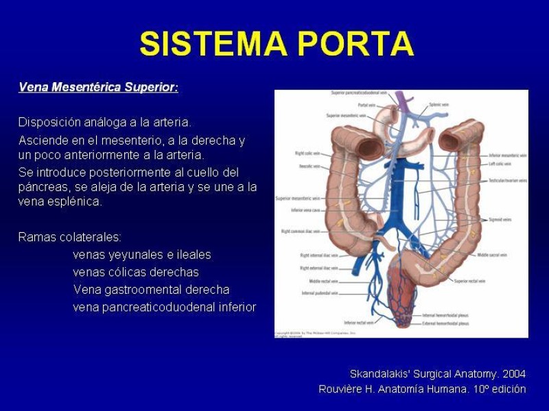 Diapositiva 19 de Anatomía grandes vasos abdominales 2