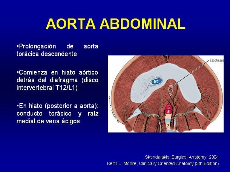 Diapositiva 3 de Anatomía grandes vasos abdominales