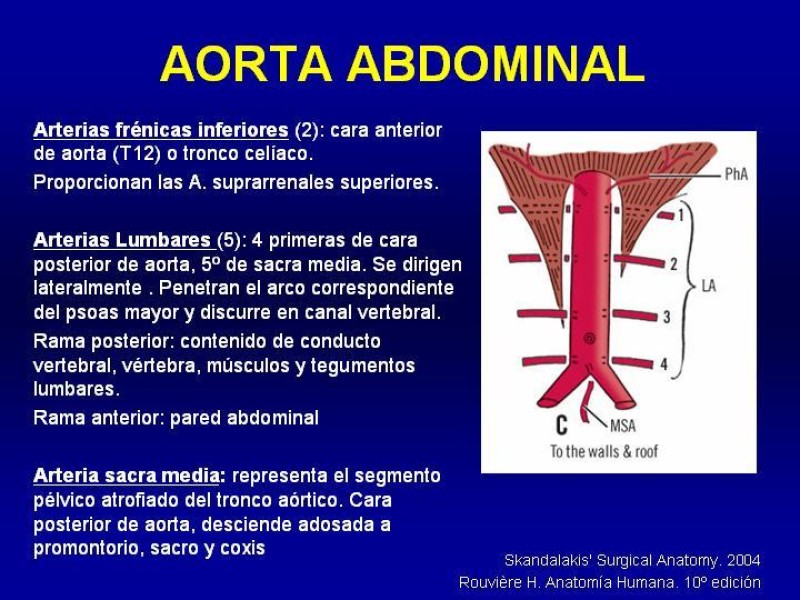Diapositiva 3 de Anatomía grandes vasos abdominales 2