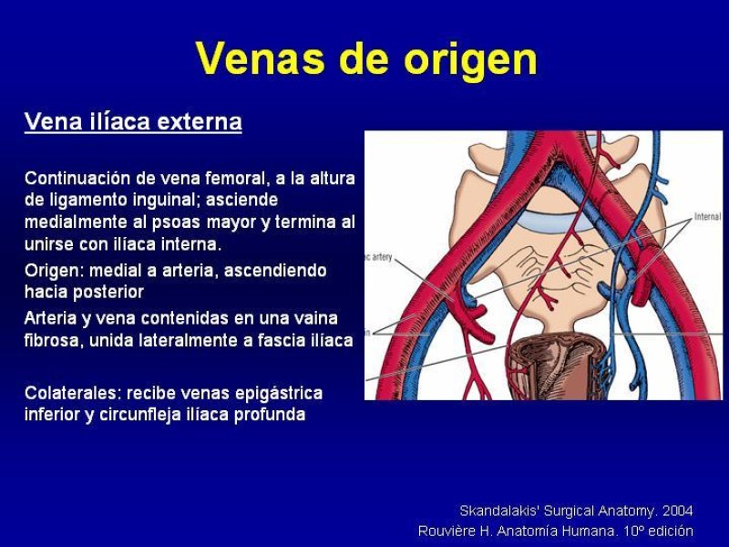 Diapositiva 6 de Anatomía grandes vasos abdominales 2