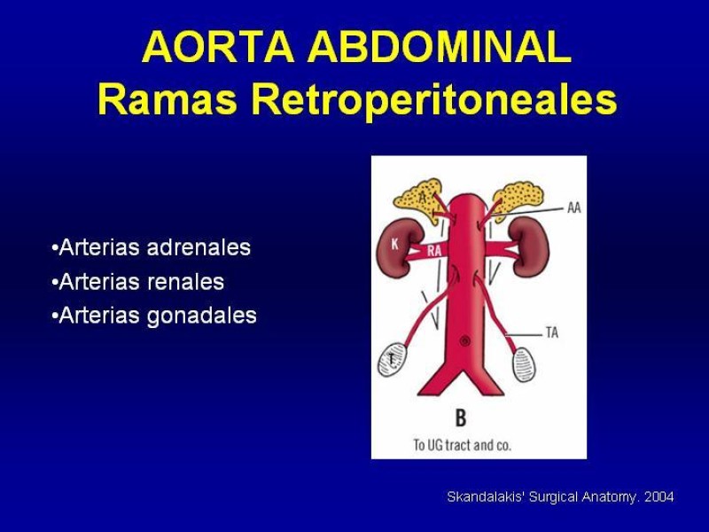 Diapositiva 14 de Anatomía grandes vasos abdominales