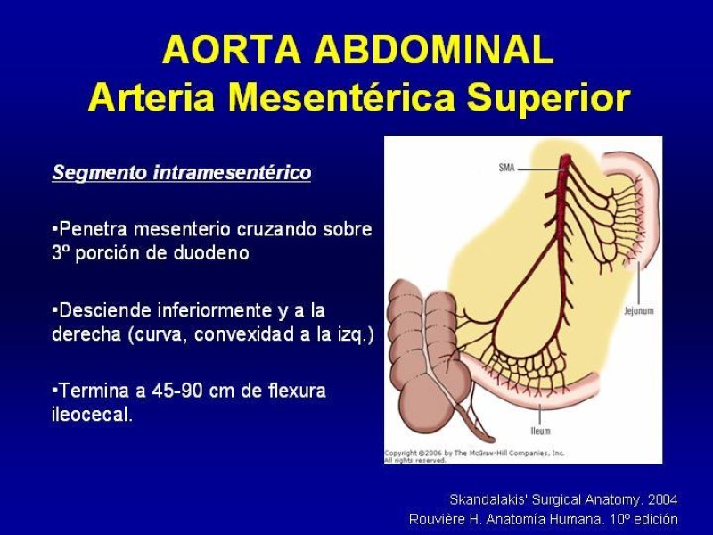Diapositiva 20 de Anatomía grandes vasos abdominales
