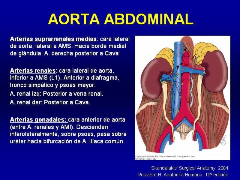 Diapositiva 2 de Anatomía grandes vasos abdominales 2