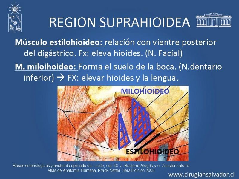 Diapositiva 8 de Topografía del cuello