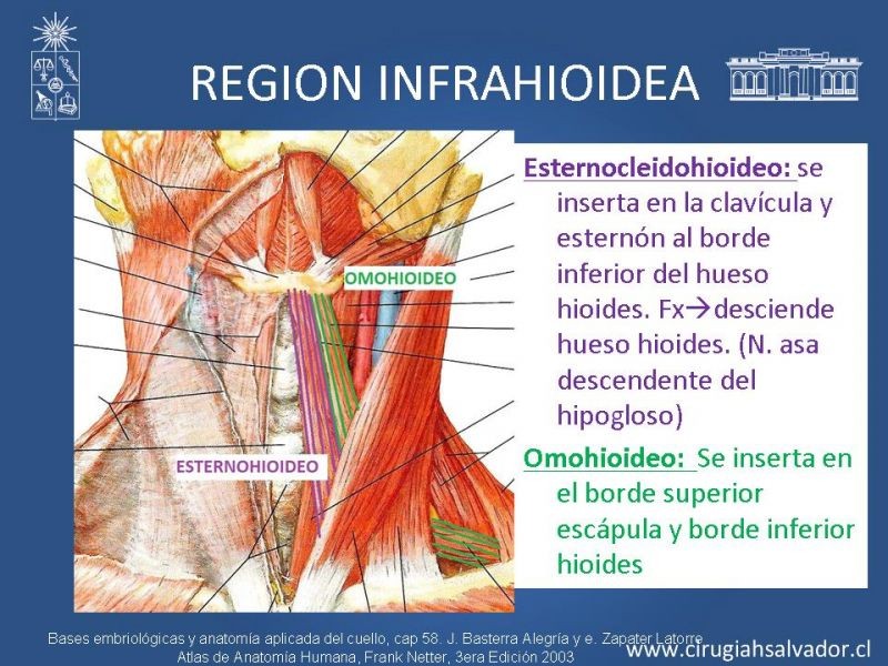 Diapositiva 12 de Topografía del cuello