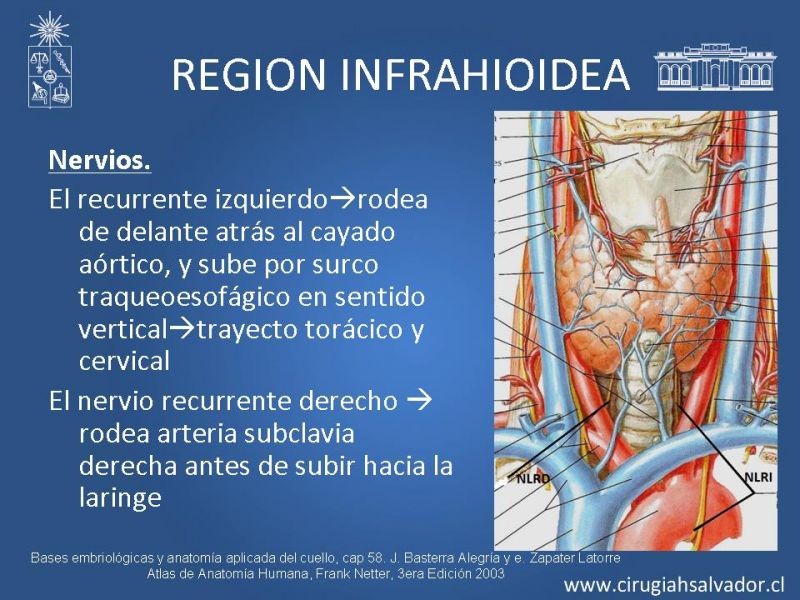 Diapositiva 17 de Topografía del cuello
