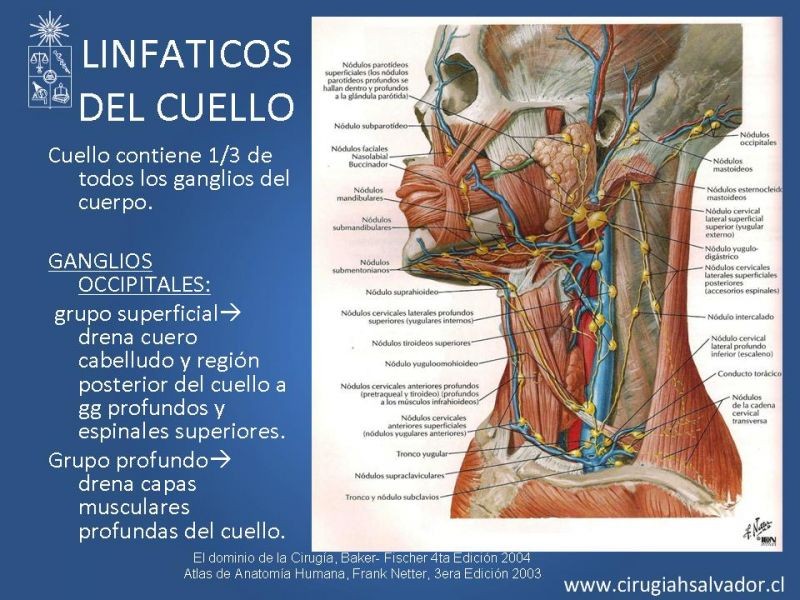 Diapositiva 23 de Topografía del cuello