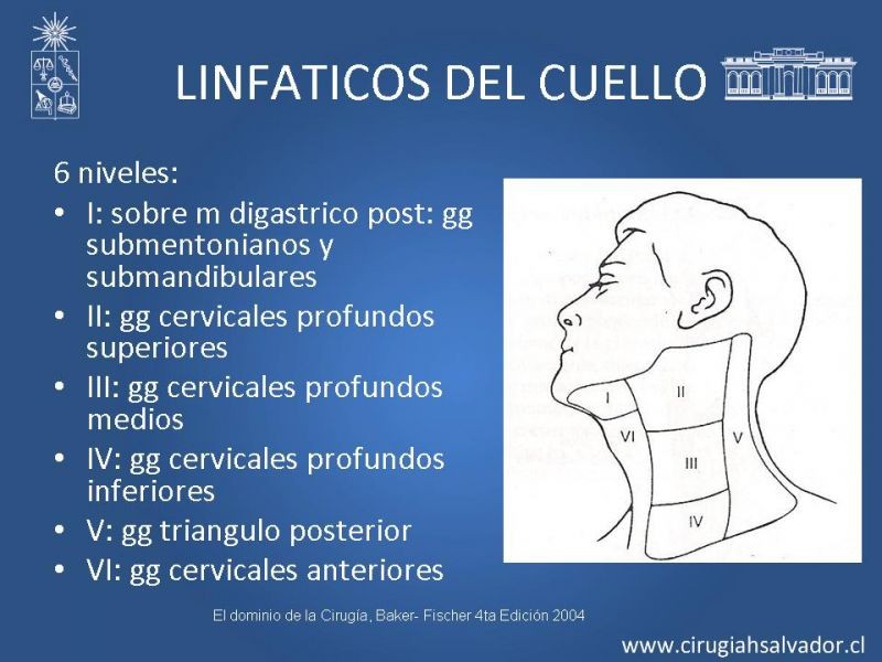 Diapositiva 28 de Topografía del cuello
