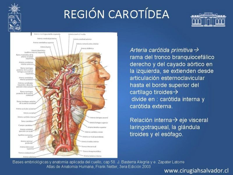 Diapositiva 20 de Topografía del cuello