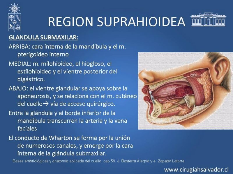 Diapositiva 9 de Topografía del cuello