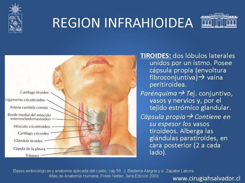 Diapositiva 15 de Topografía del cuello