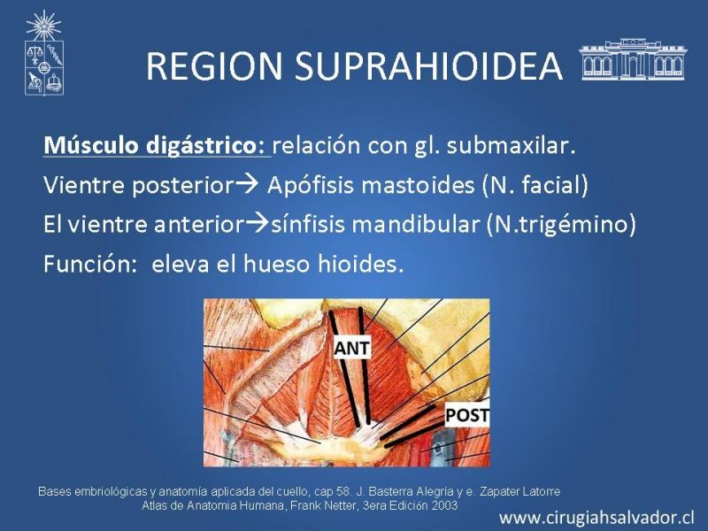 Diapositiva 7 de Topografía del cuello
