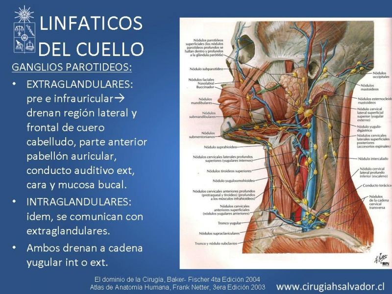 Diapositiva 24 de Topografía del cuello