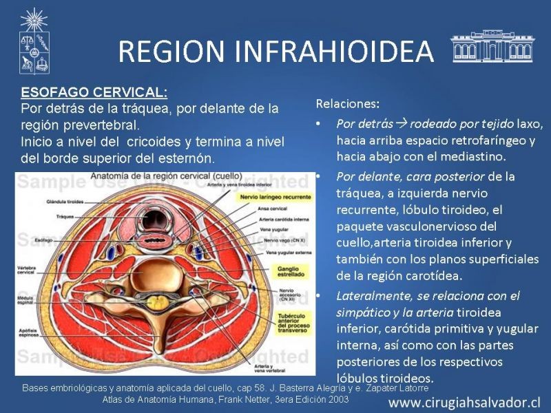 Diapositiva 18 de Topografía del cuello
