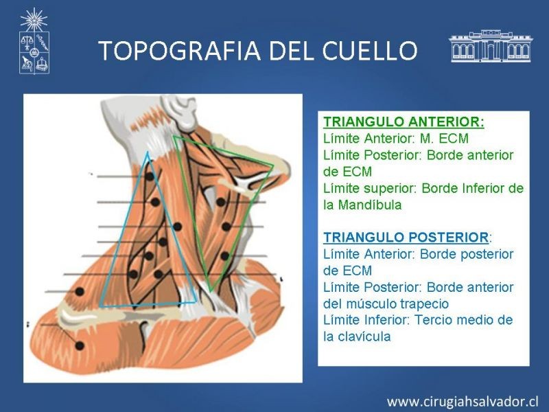 Diapositiva 2 de Topografía del cuello