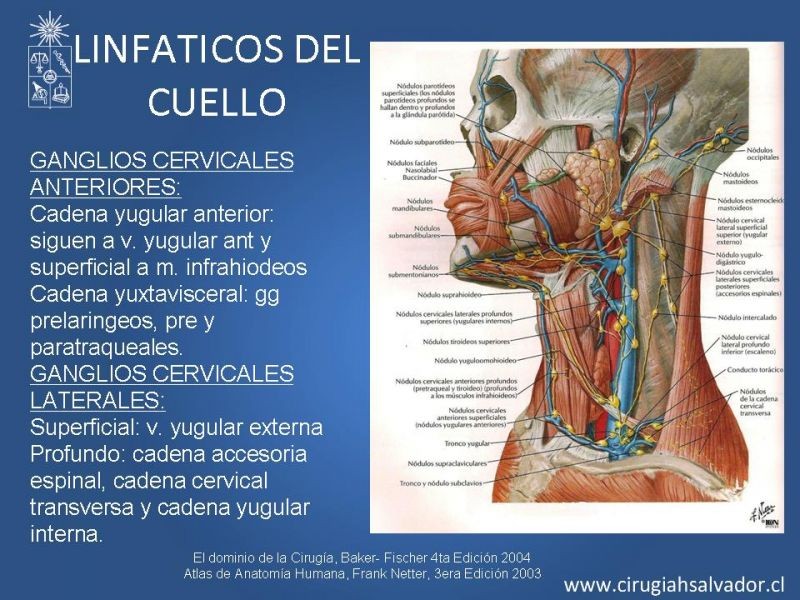 Diapositiva 27 de Topografía del cuello