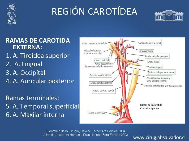 Diapositiva 21 de Topografía del cuello