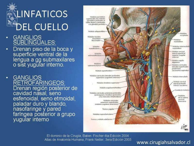 Diapositiva 26 de Topografía del cuello
