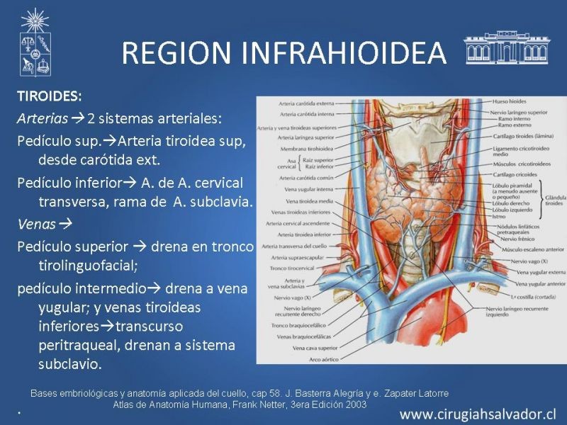 Diapositiva 16 de Topografía del cuello