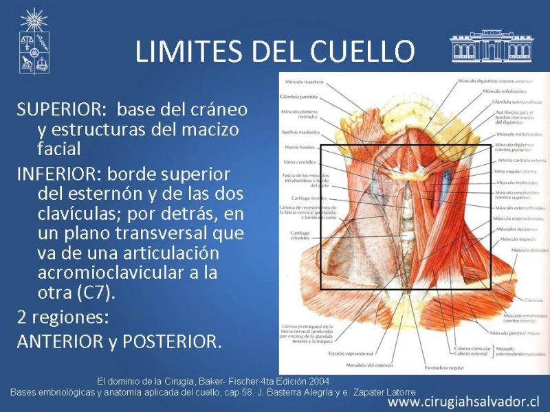 Diapositiva 1 de Topografía del cuello