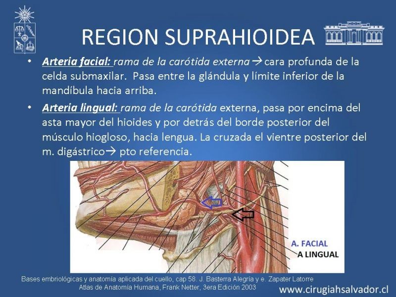 Diapositiva 10 de Topografía del cuello
