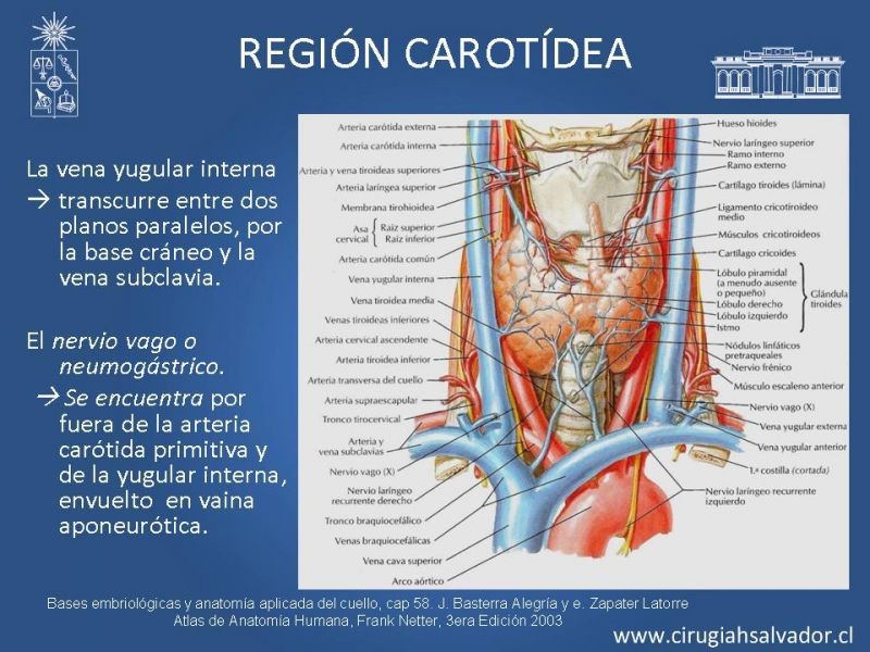 Diapositiva 22 de Topografía del cuello