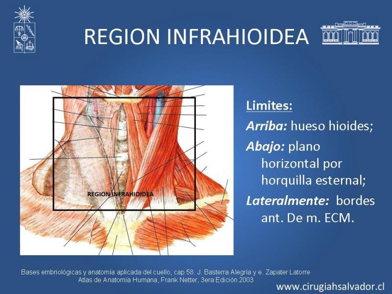 Diapositiva 11 de Topografía del cuello