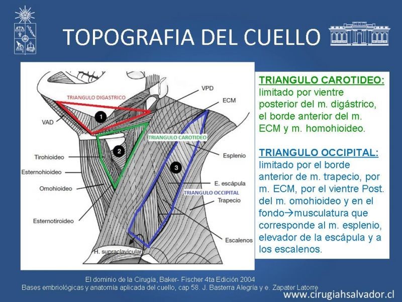 Diapositiva 5 de Topografía del cuello