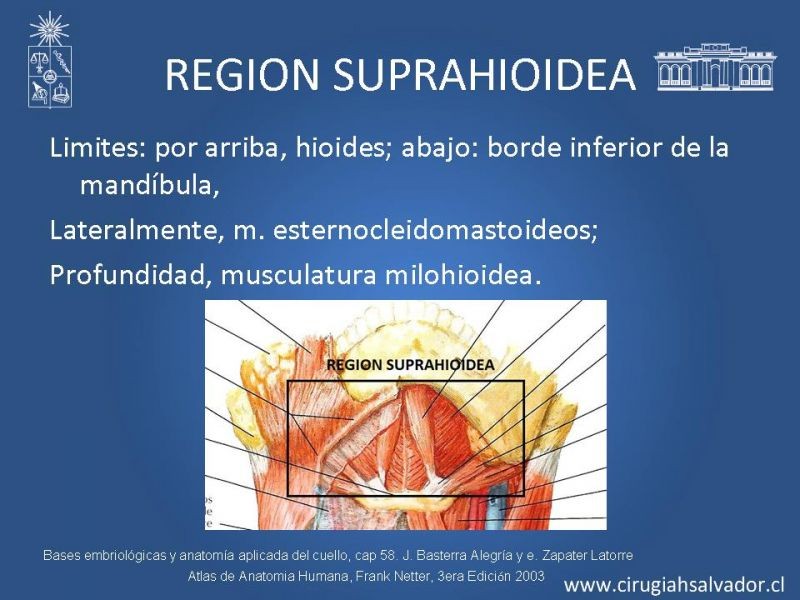Diapositiva 6 de Topografía del cuello
