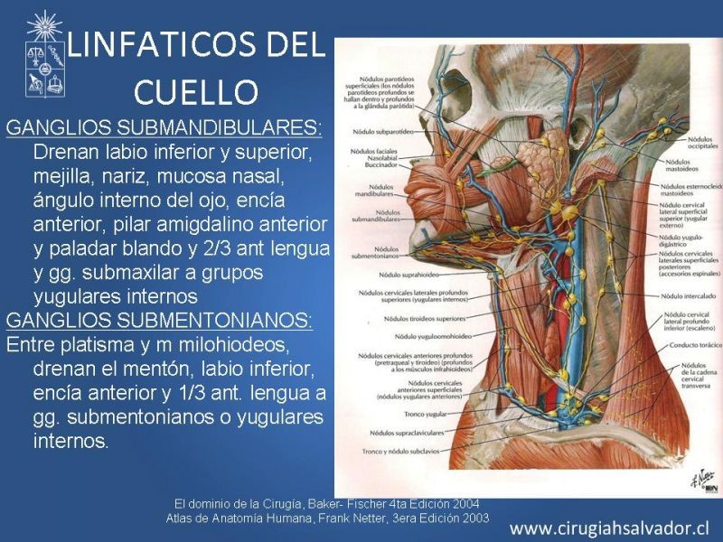 Diapositiva 25 de Topografía del cuello